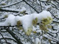 Snow Covered Buds