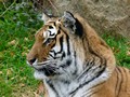 Dartmoor Zoo - Tiger Relaxing