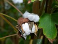 Eden Project - Cotton